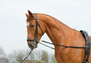 BUSSE Ausbindezügel Basic-Starr Hilfszügel Longieren G-Pony/VB Schwarz
