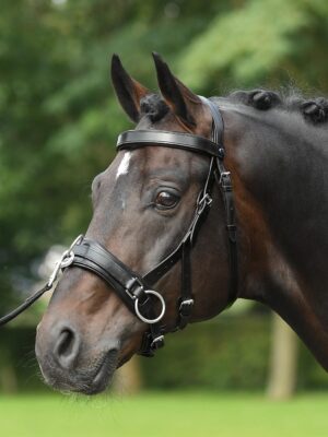 BUSSE Kappzaum Fit Pro Leder Pony Schwarz